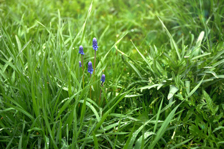 Spring Flowers of Muscari armeniacum among green grass in a spring garden in sunlightの写真素材