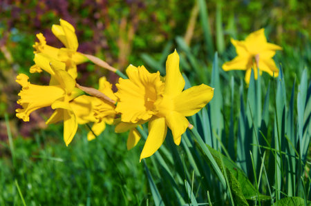 Yellow daffodils in the garden. Springtime flowers.の写真素材