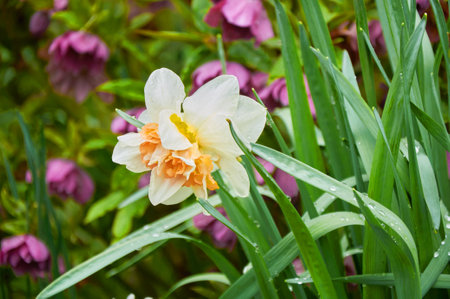 Beautiful white daffodils in the garden. Spring Flowers.の写真素材