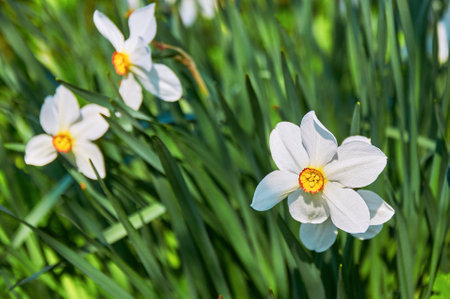 Beautiful white daffodils in the garden. Spring Flowers.の写真素材
