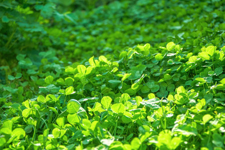 Green background with shamrocks. Clover on a sunny day. Carpet made of natural clover. Natural grass backgroundの写真素材