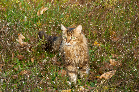 Beautiful Maine Coon cat walking in the garden on yellow leaves in autumnの写真素材