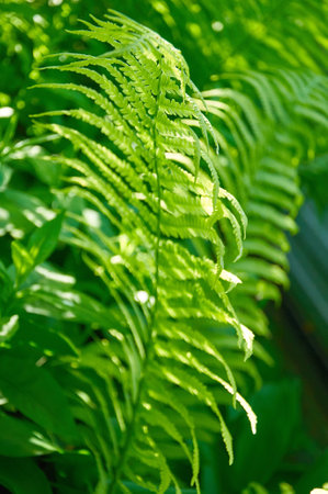 Beautiful fern leaves, natural leafy natural fern background in sunlight.の写真素材