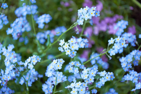 Blue forget me not flowers, spring flowering season. Floral backgroundの写真素材