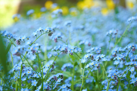 Blue forget me not flowers, spring flowering season. Floral backgroundの写真素材