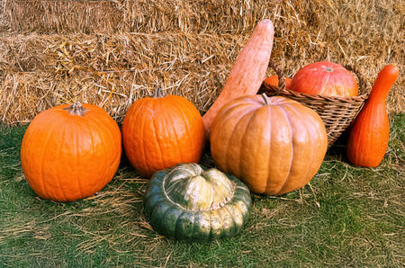 Pumpkins and squashes on a haystack background. Autumn harvest.の写真素材