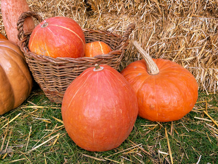 Harvested pumpkins in a basket on hay bales backgroundの写真素材