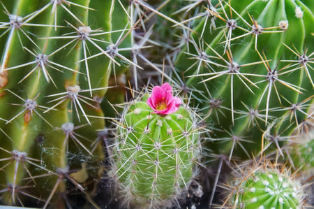 A green cactus with large spines and a pink flower. Blooming cactus. Close-up.の写真素材