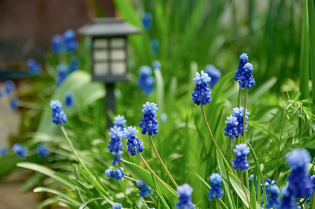 Blue spring muscari flowers growing in garden with stone pathwayの写真素材