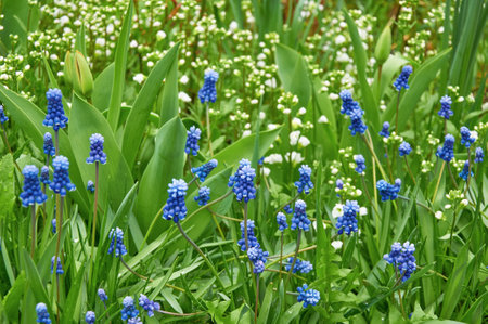 Blue muscari and white spring flowers in the spring gardenの写真素材