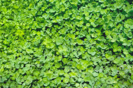 Clover view on top. Carpet of natural clover. Natural grass background. wild cloverの写真素材