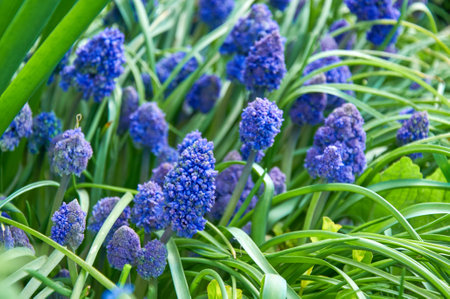 Spring Flowers of Muscari armeniacum among green grass in a spring garden in sunlightの写真素材