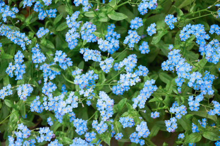 Blue forget me not flowers, spring flowering season. Floral backgroundの写真素材