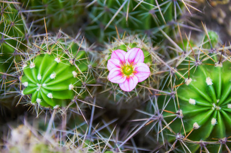A green cactus with large spines and a pink flower. Blooming cactus. Close-up.の写真素材