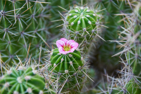 A green cactus with large spines and a pink flower. Blooming cactus. Close-up.