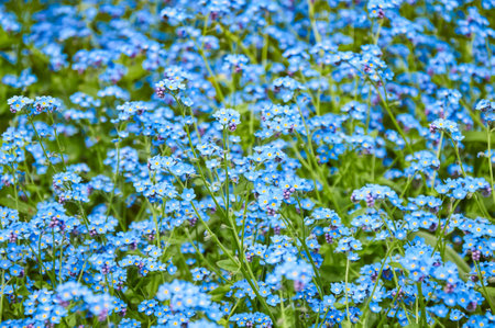 Blue forget me not flowers, spring flowering season. Floral backgroundの写真素材