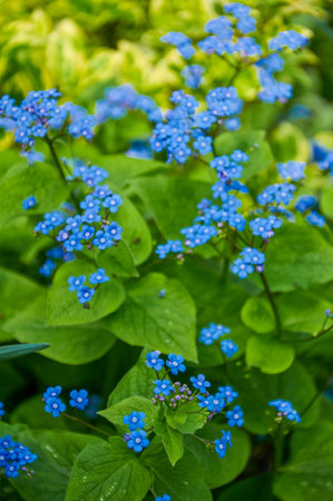 Blue spring flowers. Myosotis sylvatica spring flowering season. Floral backgroundの写真素材