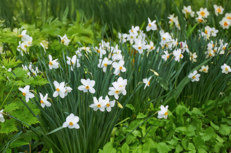 Beautiful white daffodils in the garden. Spring Flowers.の写真素材