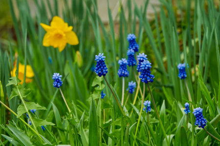 Yellow daffodils and blue muscari in the spring garden. Spring flowersの写真素材