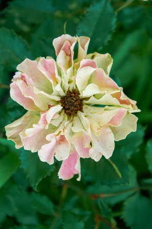 Pink rose close-up in summer in the garden. Beautiful floral background.の写真素材