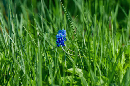 Blue spring muscari flowers growing in gardenの写真素材