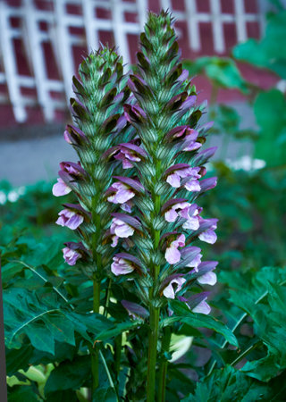 Beautiful purple acanthus in the garden close-up.の写真素材