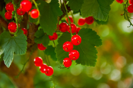 Red current berries on a branch with green leavesの写真素材