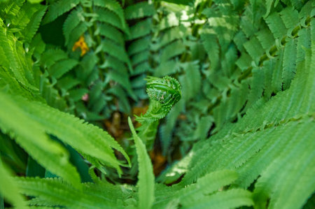 Beautiful fern leaves, natural leafy natural fern background in sunlight.の写真素材