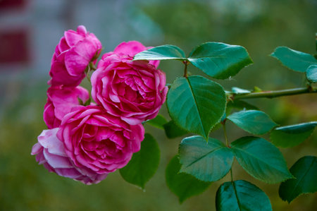 Pink rose close-up in summer in the garden. Beautiful floral background. Valentine's day and holidays. Love and tendernessの写真素材