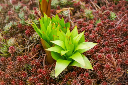 A captivating close-up photograph showing a vibrant green plant with pointed leaves emerging from a bed of reddish-brown ground coverの写真素材