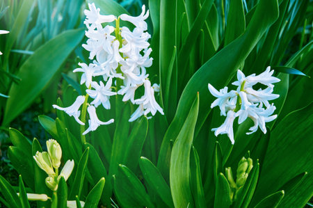 The image features a cluster of delicate white flowers with star-shaped petals, surrounded by lush green leaves. TThis photograph captures the freshness of spring and the timeless charm of these fragrant flowers.の写真素材