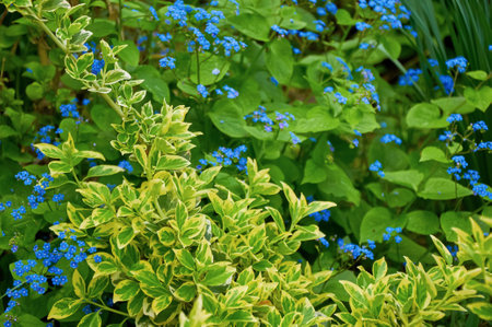 A vibrant photograph capturing the beauty of a spring garden with a mix of variegated Euonymus and...
