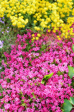 Carpet of Pink Phlox Subulata with Yellow Flowers Aboveの写真素材