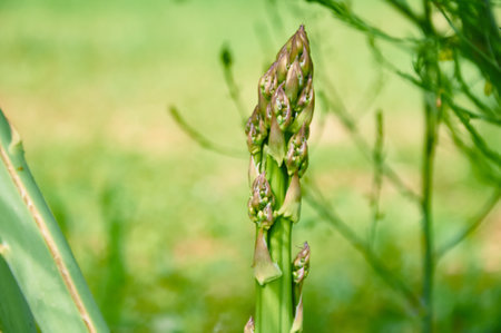 Asparagus Spear Growing in a Gardenの写真素材
