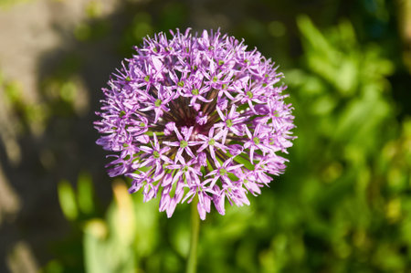 Purple Allium Flower in Full Bloomの写真素材