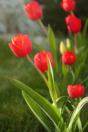 Red tulips on a background of green grass in the gardenの写真素材