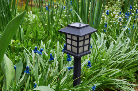 Blue spring muscari flowers growing in gardenの写真素材