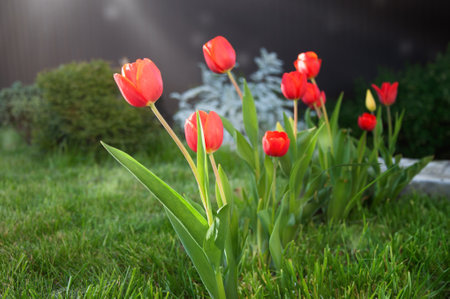 Red tulips on a background of green grass in the gardenの写真素材