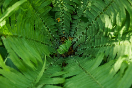 Beautiful fern leaves, natural leafy natural fern background in sunlight.の写真素材