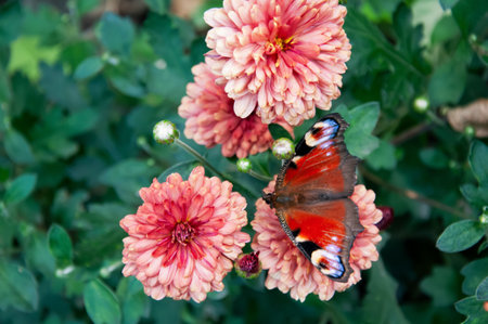 Peacock butterfly on pink chrysanthemum flower.の写真素材