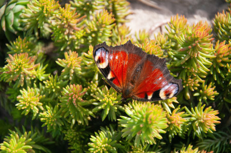 Peacock butterfly (Inachis io) on a green plantの写真素材