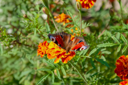 Butterfly on a marigold flower in the summer gardenの写真素材