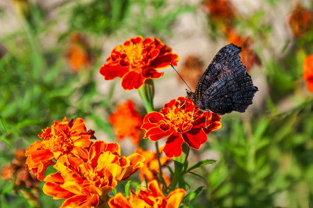 Butterfly on a flower in the garden. Selective focus.の写真素材