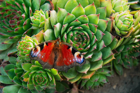 Peacock butterfly (Inachis io) on succulent plantの写真素材