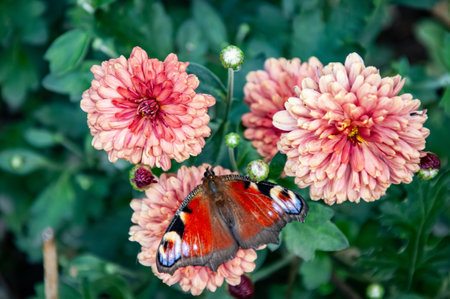 butterfly on pink chrysanthemum flower in gardenの写真素材