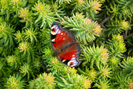 Peacock butterfly on green succulent plant in the garden.の写真素材