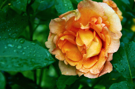 Delicate Orange-Pink Rose with Raindrops After a Summer Showerの写真素材
