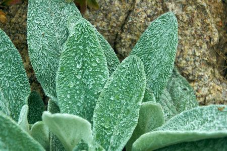 Close-up of Soft, Velvety Lamb's Ear Leaves with Water Droplets