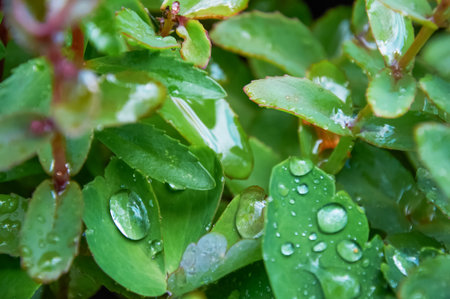 Fresh green leaves with water droplets after rain captured in a close-up natural setting