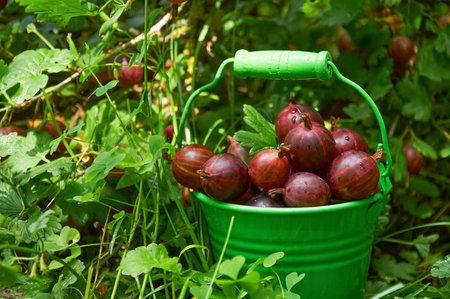 Green bucket filled with ripe gooseberries surrounded by leaves and berries in a garden